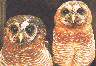 owls.gif (85108 bytes)