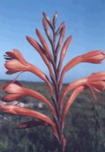 watsonia1.jpg (9276 bytes)